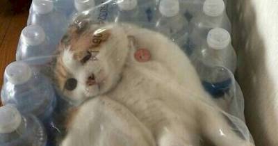 15 Cats Having A Really, Really Bad Day