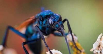 This Insane Man Gets Stung By The World's Second Most Painful Insect, The Tarantula Hawk!