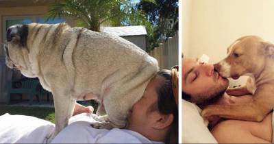 Dogs Who Could Care Less About Your Personal Space