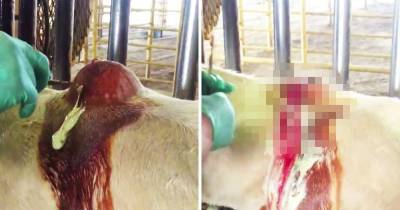 Cow Gets Huge Cyst On Back Popped By Farmer (graphic)