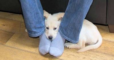 This Is Why Dogs Like To Sit At Your Feet