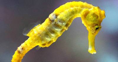 Traditional Chinese Medicine Has Many Uses For Seahorses