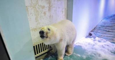 Her Name Is Pizza And She Is The Saddest Polar Bear In The World