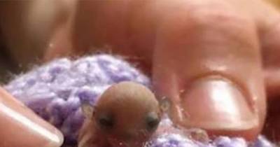 She Had No Idea What Kind Of Tiny Animal They Rescued, Then It Started To GROW