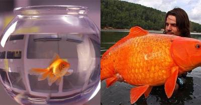 Officials Warn People Not To Flush Goldfish Down The Toilet Because They Survive And Multiply
