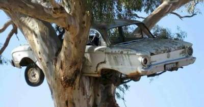 15 Times Nature Got Confused!