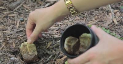 She Plants Old Tea Bags In Her Garden. Months Later She Had The Best Flowers She's Ever Seen