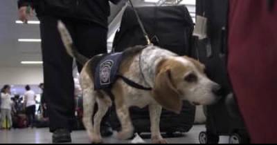 JFK Security Dog Gets Epic Retirement Party As He Heads To His Forever Home