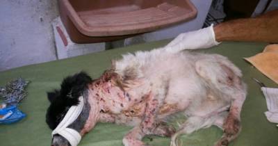 This Dog Has Holes In Her Neck. But What Emerges, You&rsquo;ll Never Believe