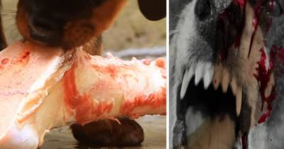 OMG! Pets Who ATE Their Owners