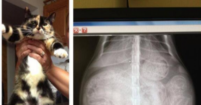 X-Rays Of Pregnant Animals That Will Make You Say &ldquo;HOW?"
