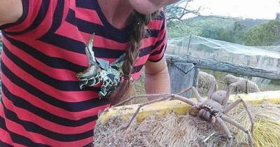 Meet The Gargantuan Huntsman Spider As Big As Human Head