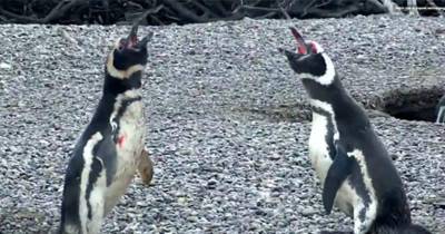 Bloody Battle Between Penguins Breaks Out After One Catches Wife Cheating