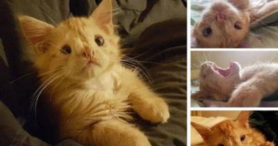 The Kitten Who Is Too Ugly To Be Loved Couldn't Find A Home