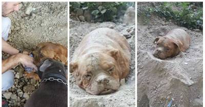 Man Buried His Pit Bull Alive 'Cause He Didn't Want Her Anymore.' He Thought No One Would Find Her.
