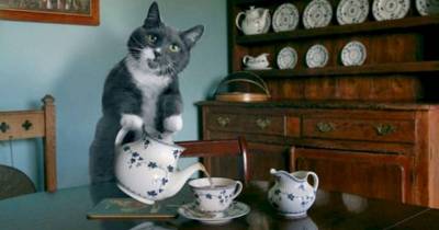 12 Pets That Definitely Think They Are People