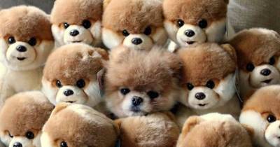 16 Cats And Dogs Who Think They're Hiding From You