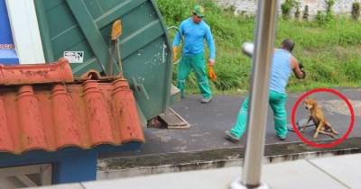 Trashman Fired After Throwing Injured Dog Into Back Of Garbage Truck