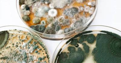 How To Prevent And Treat Mold Allergies