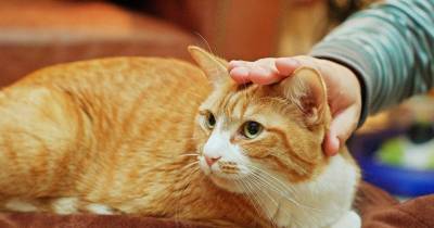 Feline Mind Games: How Our Cats Train Us To Behave