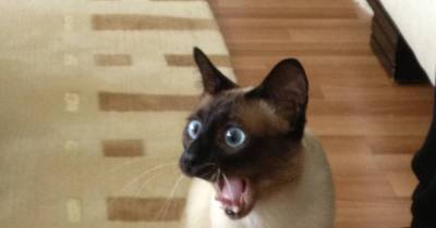 Surprised Cats Who Can&rsquo;t Believe Their Eyes