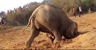 This Elephant Spent 11 Hours Digging A Hole. Nobody Expected Her To Pull THIS Out!