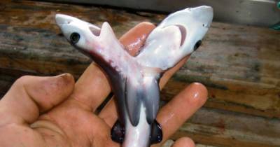 This Two Headed Shark Baffled Scientists All Over The World