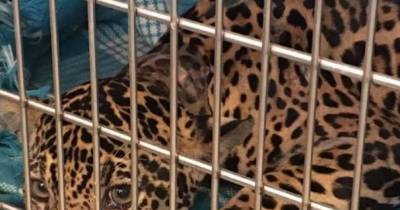 Little Jaguar Was Hiding Saddest Secret Inside Her Body