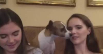 It Took Her A Full 30 Seconds To Realize Her Dog Had Messed Up Big Time