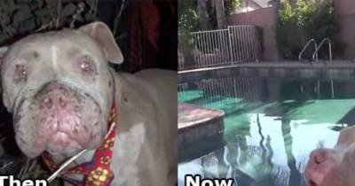 Abused Pit Bull Gets Rescued And Makes Amazing Recovery