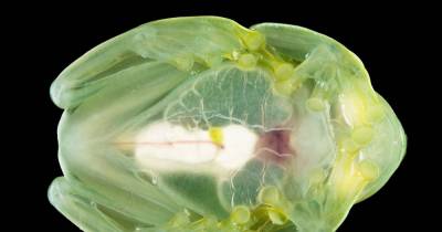 11 Strange Animals You Can See Straight Through