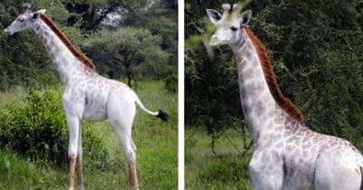 Rare White Giraffe Spotted In Tanzania