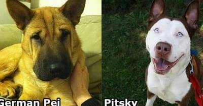 11 Unique Dog Cross Breeds You've Never Heard Of Before