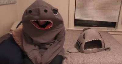 Man Dressed Up As Cat's Favorite Toy. It Doesn't Go Well...