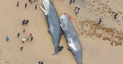 Whales Found Dead On The Beach. The Crazy Part Is What Was Found In Their Bellies.