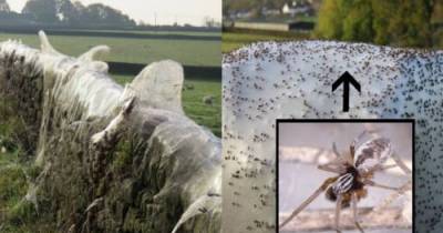 This Small Town Became Infested With Huge Cobwebs Overnight.