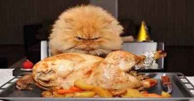 Craziest Thanksgiving Fails