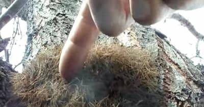 Hiker Decides To Poke A Mysterious &lsquo;Nest&rsquo; And Gets The Worst Surprise Of His Life