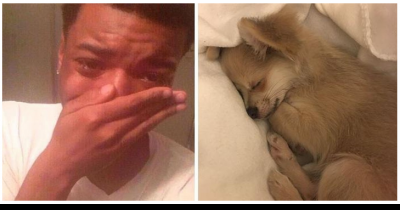 Experts Say They Have Discovered What Dogs Dream About &ndash; Humans Can't Stop Crying