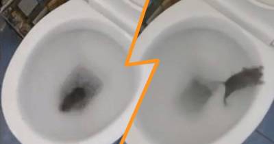 Footage Of Rat Emerging From Toilet Is Very Distressing