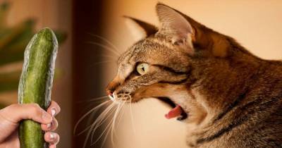 Try Not To Laugh Or Grin - Funny Cat & Dog Compilation