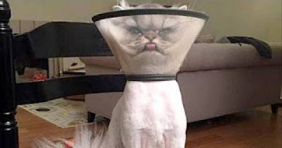 There's absolutely nothing funnier than cats