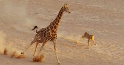 Lion Instantly Regrets Attempting To Take Down Giraffe