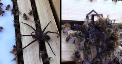 Spider Gets Destroyed After Invading Bee Hive