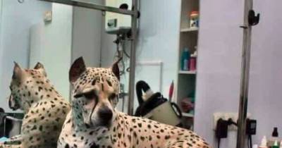 Meet Titus, A Pit Bull So Rare That He&rsquo;s The Only One Of His Breed In The World