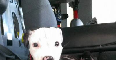 A Pitbull Puppy Saved From A Fire Becomes A Firefighter