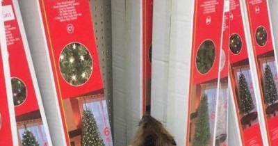 Dam! This Beaver Was Apprehended Stealing Holiday Decorations To Spruce Up Her Home