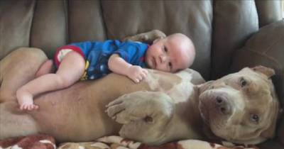 Dad Uses His Baby Boy To Prove That Pit Bulls Are Friendly Dogs
