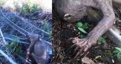 Angry Villagers Beat Alien Like Creature But The Truth Is Heartbreaking!