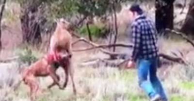 Man Punches Kangaroo In The Face To Save His Dog Being Strangled